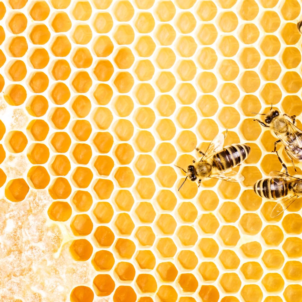 bee wax